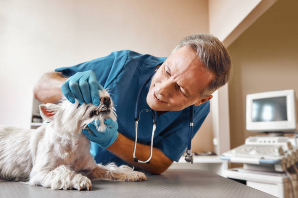 Best Emergency Dental Care for Broken or Chipped Teeth in Star, ID